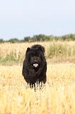 CHOW CHOW 021